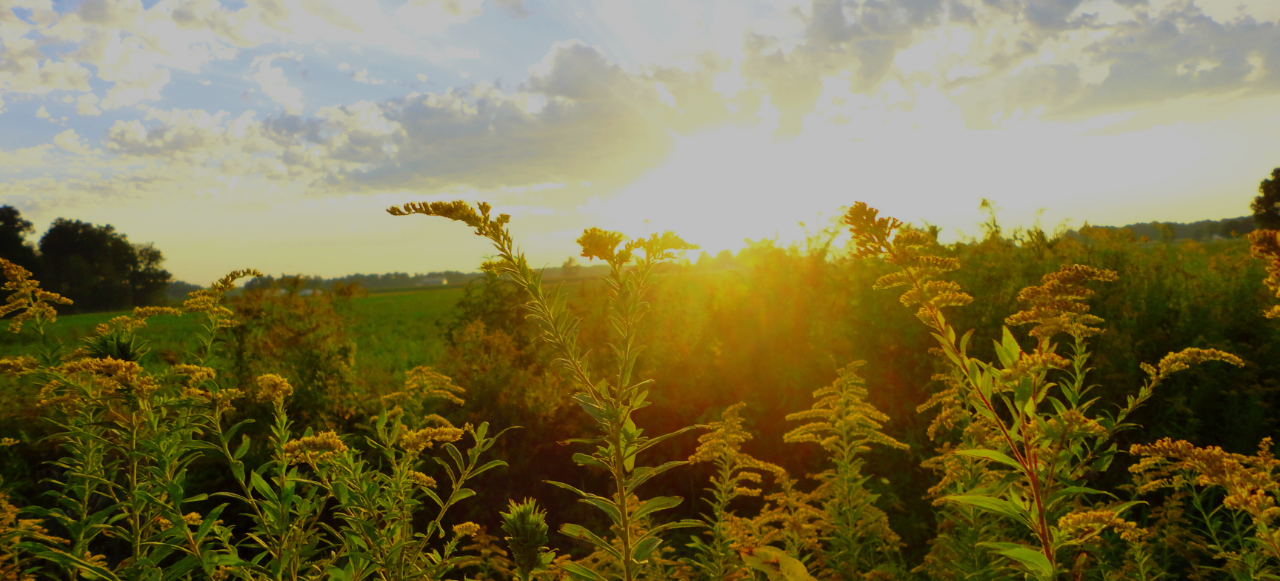 Cardinal in Westside Indy